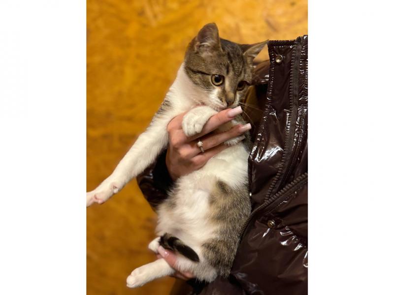 В дар кошку