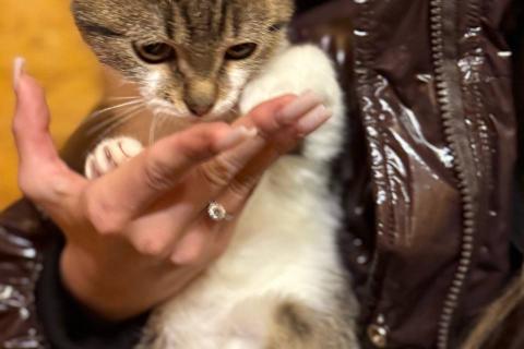 В дар кошку. Ласковый котенок Бантик ищет дом!. Фото2