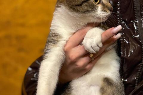 В дар кошку. Ласковый котенок Бантик ищет дом!. Фото3