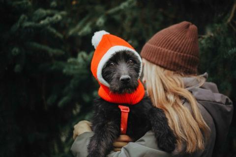 В дар собаку. Бородатик Соня ищет дом. Фото1
