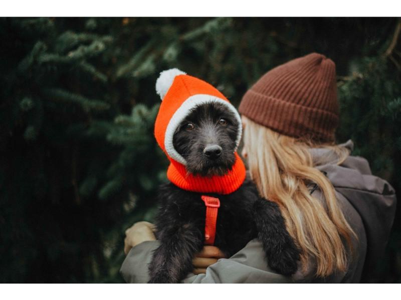 В дар собаку