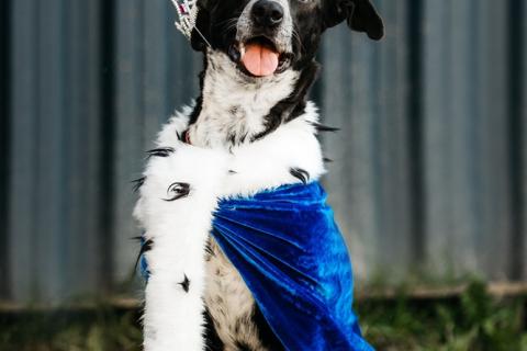 В дар собаку. Цирковой пёс Барни в добрые руки. Фото3