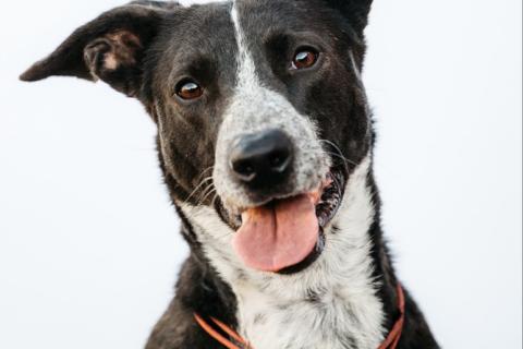 В дар собаку. Цирковой пёс Барни в добрые руки. Фото4