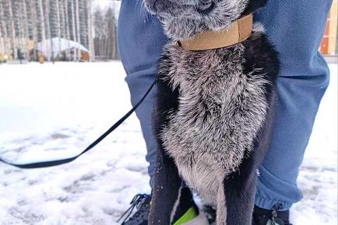 В дар собаку. Миша, тот самый пёс, которого Вы будете называть “наш”. Фото3