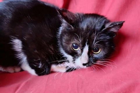 В дар кошку. Два маленьких котенка мальчик и девочка ищут дом . Фото3