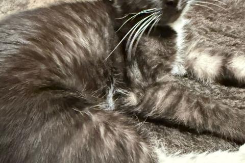 В дар кошку. Ласковая и спокойная кошечка Ласка в добрые руки. Фото4