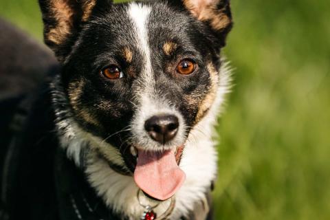 В дар собаку. Очаровательная маленькая собачка Налла в дар. Фото4