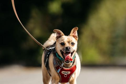 В дар собаку. Чихуахуа Чупик в добрые руки. Фото1