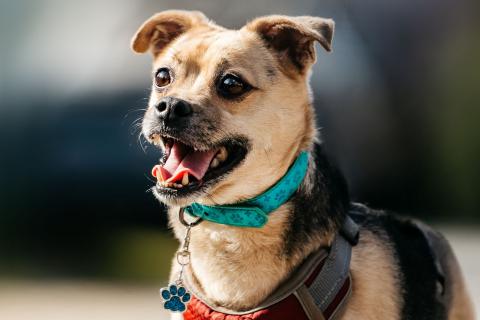 В дар собаку. Чихуахуа Чупик в добрые руки. Фото3