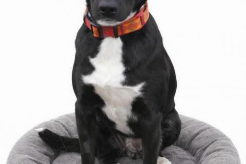 В дар собаку. Марси чудесная собака-компаньон ищет дом!. Фото1