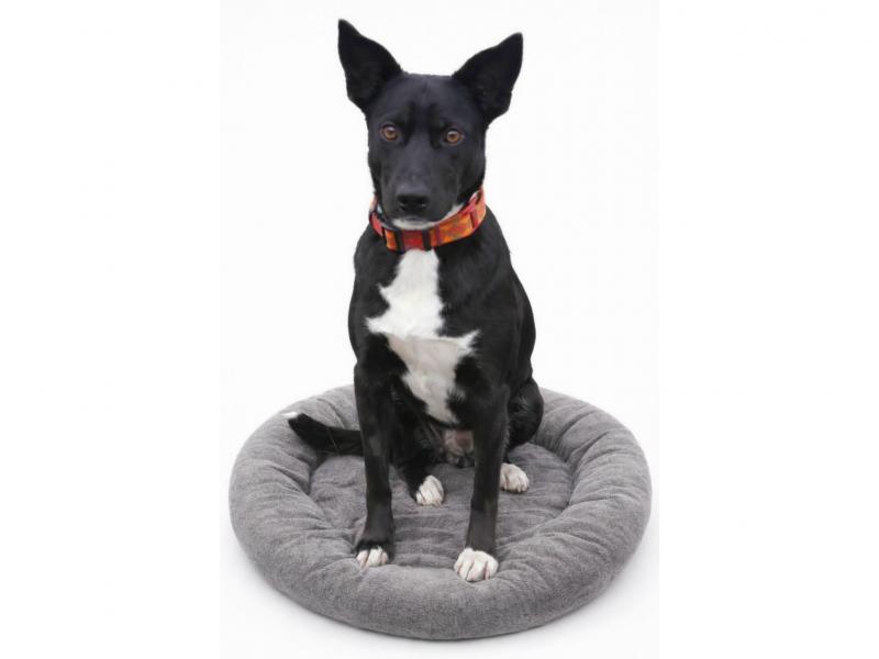 В дар собаку