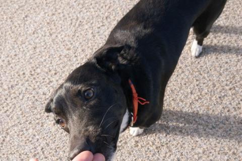 В дар собаку. Марси чудесная собака-компаньон ищет дом!. Фото3