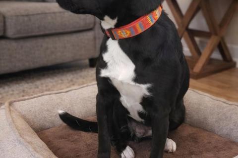 В дар собаку. Марси чудесная собака-компаньон ищет дом!. Фото4