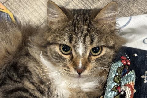 В дар кошку. Очаровательные котята Василий и Багира ищут свои семьи!. Фото1