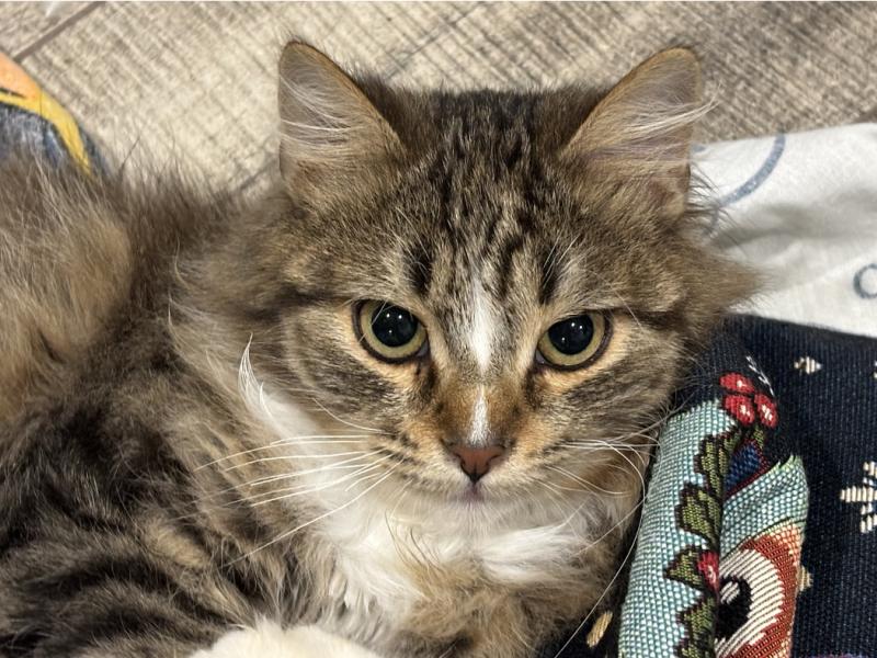 В дар кошку