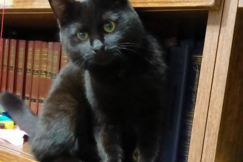 В дар кошку. Очаровательные котята Василий и Багира ищут свои семьи!. Фото2