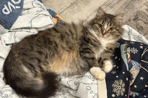 В дар кошку. Очаровательные котята Василий и Багира ищут свои семьи!. Фото3