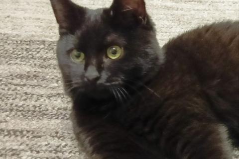 В дар кошку. Очаровательные котята Василий и Багира ищут свои семьи!. Фото4