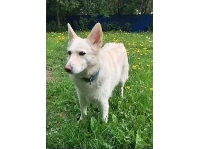 В дар собаку