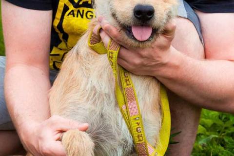 В дар собаку. Симпатичный бородатик Вульф всё ещё ждёт своего человека. Фото1