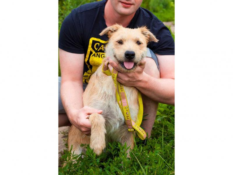 В дар собаку