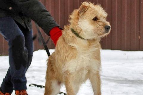 В дар собаку. Симпатичный бородатик Вульф всё ещё ждёт своего человека. Фото2