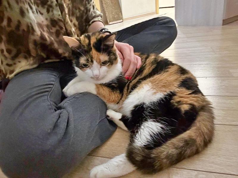 В дар кошку