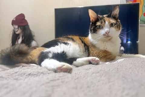 В дар кошку. Ямайка ищет дом. Спокойный, надёжный и любящий. Фото3