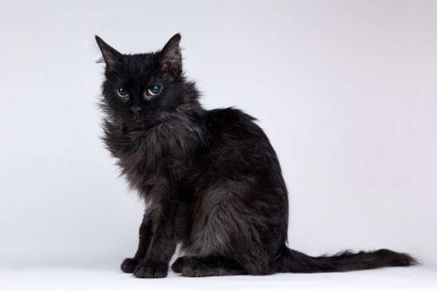 В дар кошку. Метис девон-рекса черная кошечка Лора в добрые руки. Фото2