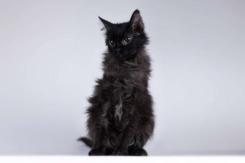 В дар кошку. Метис девон-рекса черная кошечка Лора в добрые руки. Фото3