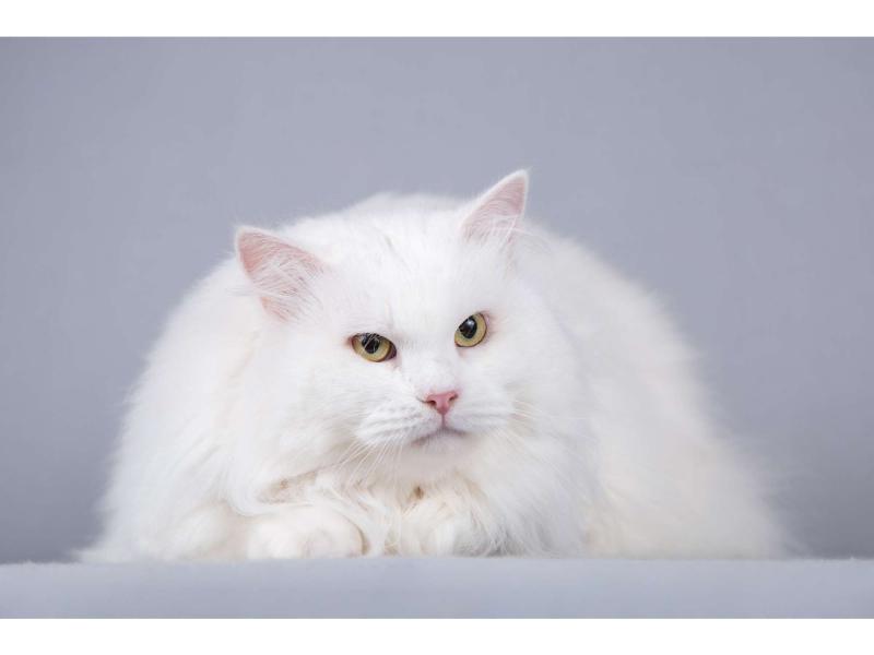 В дар кошку