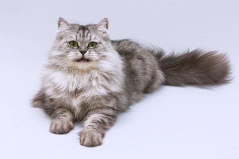 В дар кошку. Яркая красавица кошка Мисо в добрые руки. Фото1