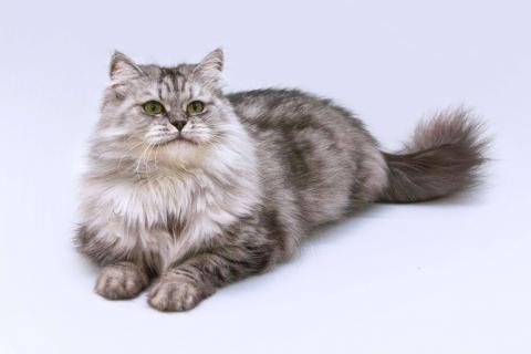 В дар кошку. Яркая красавица кошка Мисо в добрые руки. Фото2