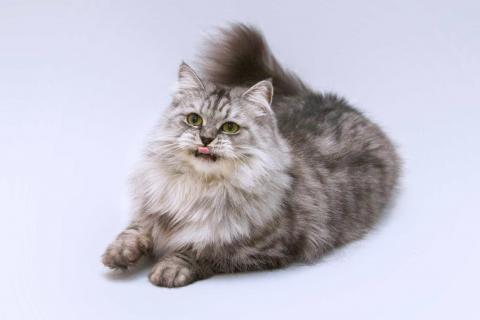 В дар кошку. Яркая красавица кошка Мисо в добрые руки. Фото4