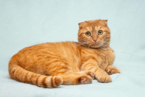 В дар кошку. Рыжая шотландская вислоухая кошка Манго в добрые руки. Фото1