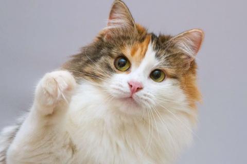 В дар кошку. Сибирская трехцветная кошка Липа в добрые руки. Фото1