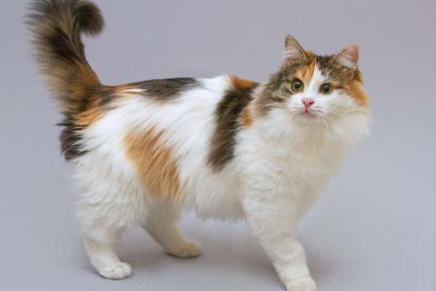 В дар кошку. Сибирская трехцветная кошка Липа в добрые руки. Фото2