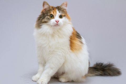 В дар кошку. Сибирская трехцветная кошка Липа в добрые руки. Фото4