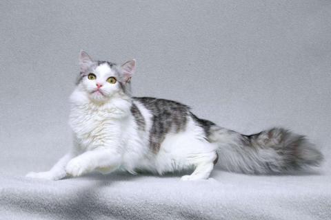 В дар кошку. Серебристый кот Витюша с роскошным хвостом в дар. Фото1