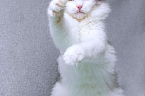 В дар кошку. Серебристый кот Витюша с роскошным хвостом в дар. Фото2