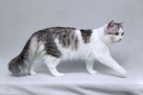 В дар кошку. Серебристый кот Витюша с роскошным хвостом в дар. Фото3