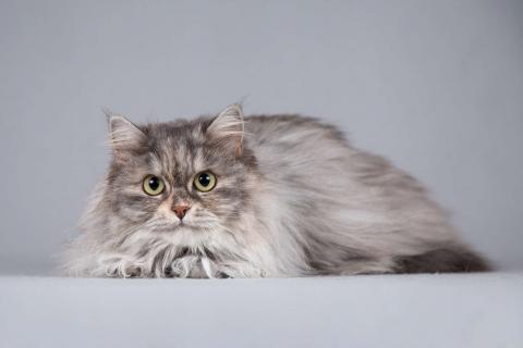 В дар кошку. Пушистая ласковая кошка Дымка в добрые руки. Фото1