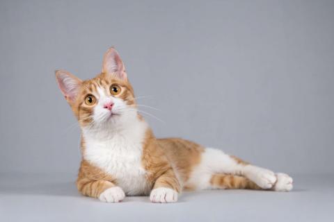 В дар кошку. Рыжий молодой ласковый кот Жермон в добрые руки. Фото1