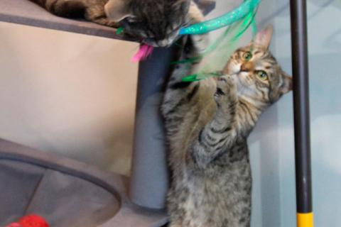 В дар кошку. Ищут дом три кошачьих сердца. Фото2