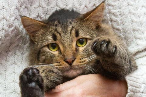 В дар кошку. Пушистый сибиряк Симба в добрые руки. Фото1