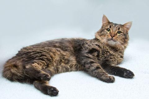 В дар кошку. Пушистый сибиряк Симба в добрые руки. Фото3