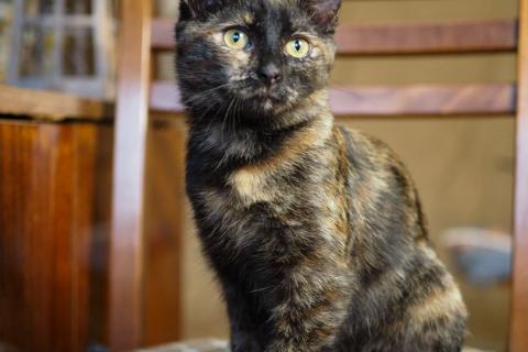 В дар кошку. Трехцветный котёнок Пеппи в добрые руки. Фото3