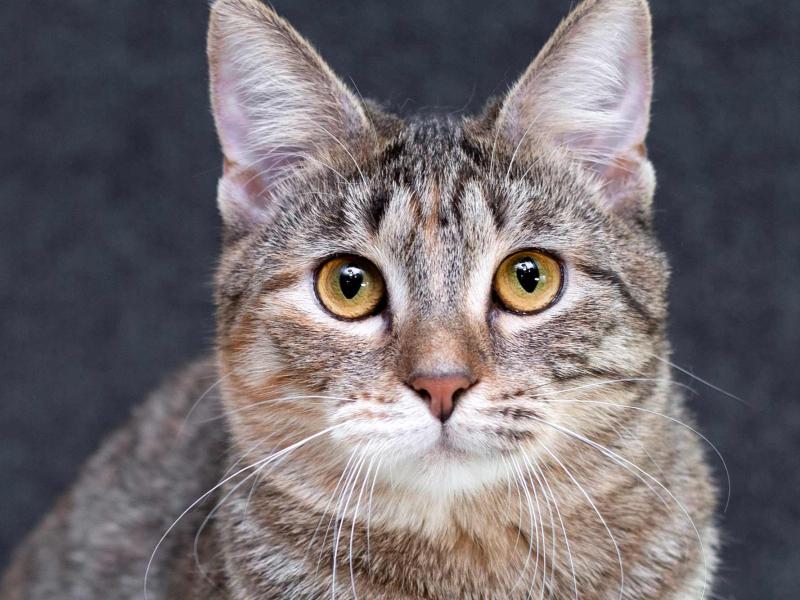 В дар кошку