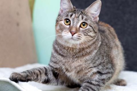 В дар кошку. Серая полосатая ласковая котёнок Тея в дар. Фото4