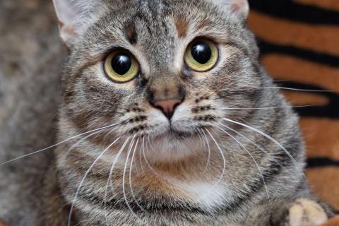 В дар кошку. Ручная и ласковая кошечка Джули в дар. Фото3